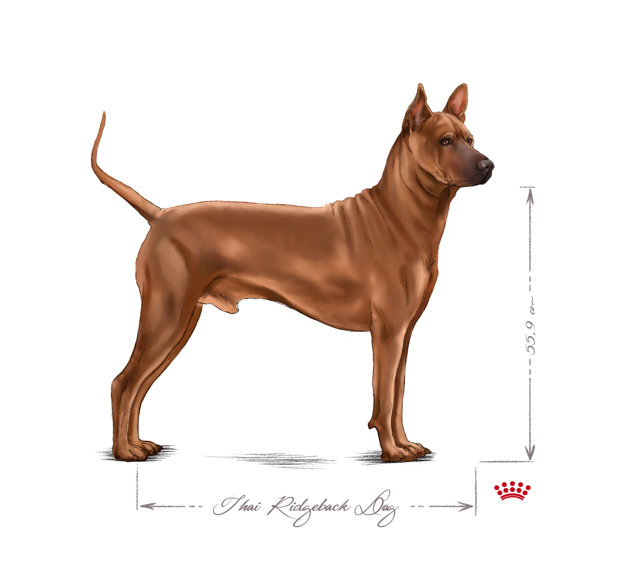 Thai Ridgeback Dog adult black and white