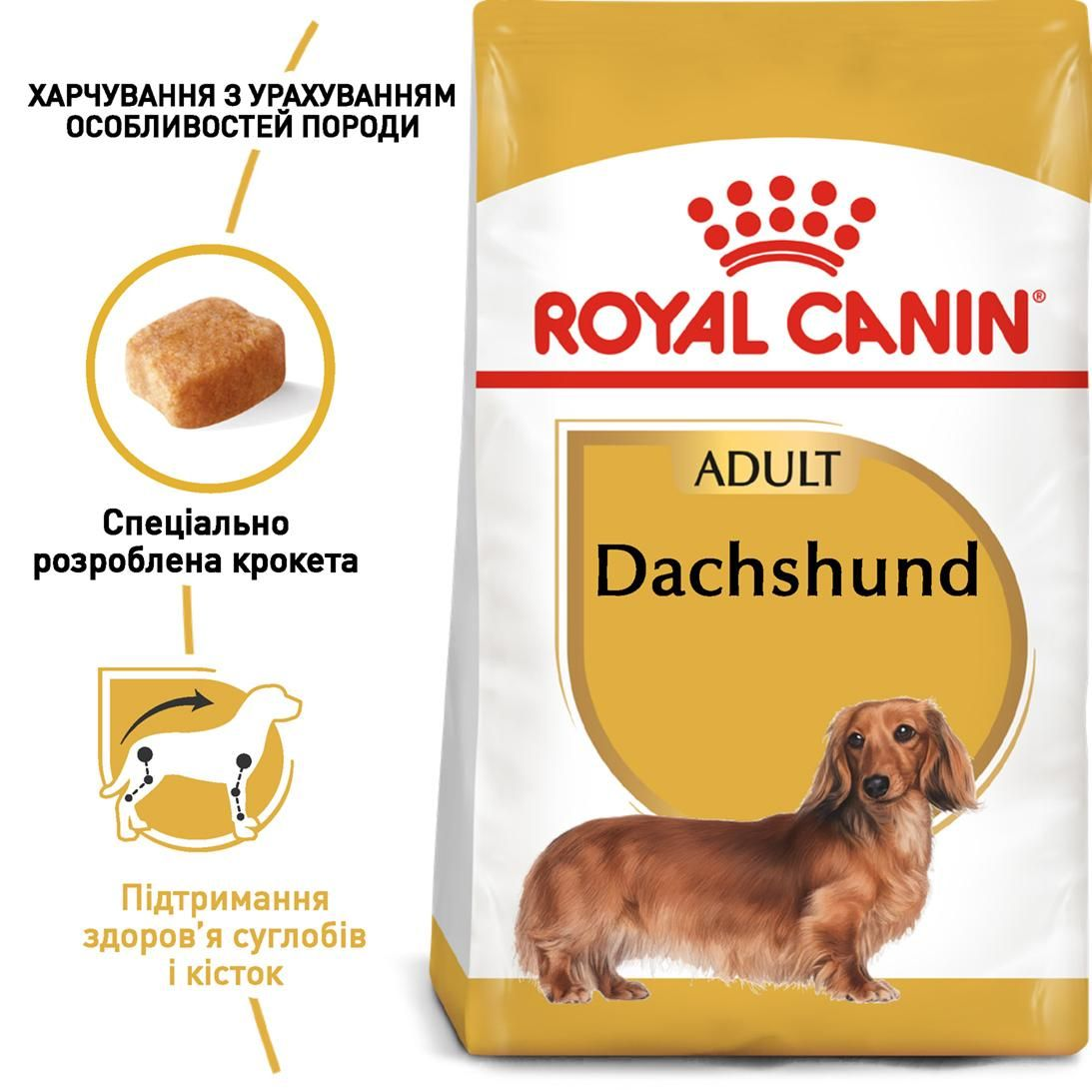 Dachshund adult
