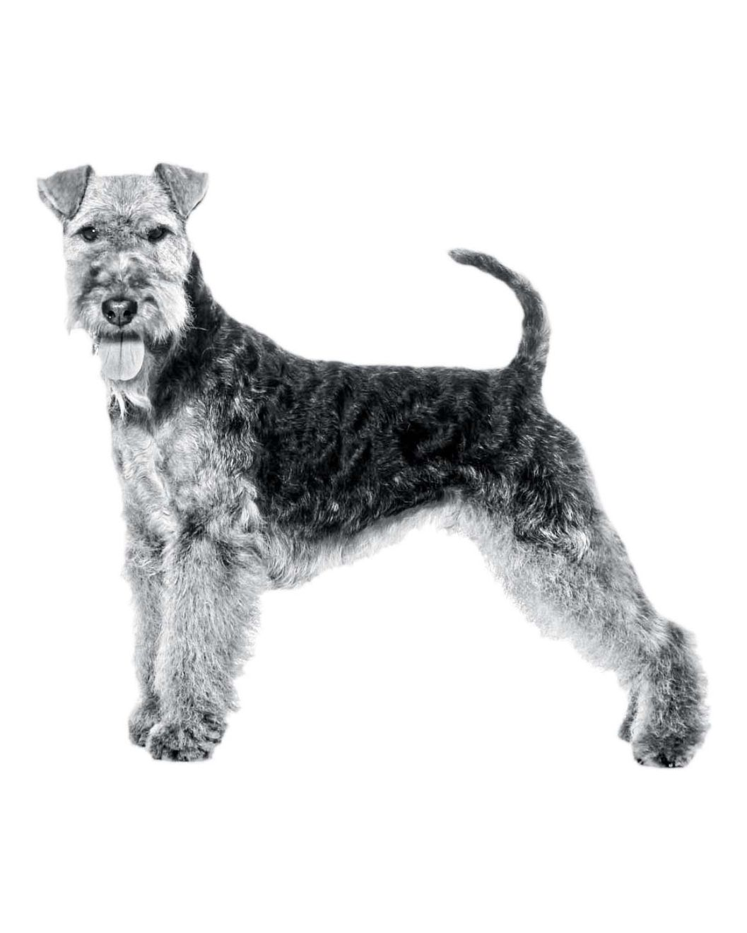 welsh-terrier-bw-1