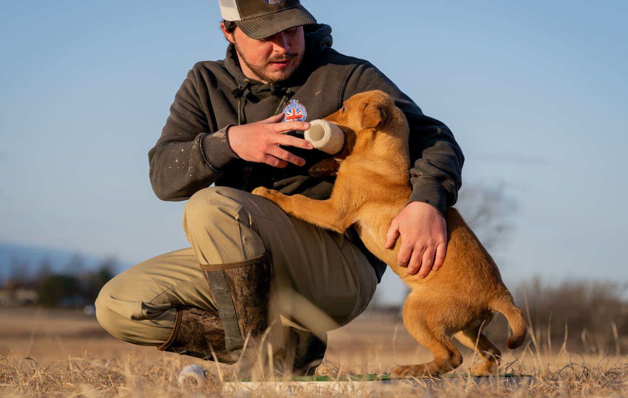 ОКД для собак: правила и команды общего курса дрессировки | Royal Canin