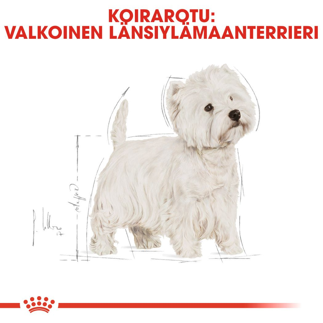 West Highland White Terrier Adult