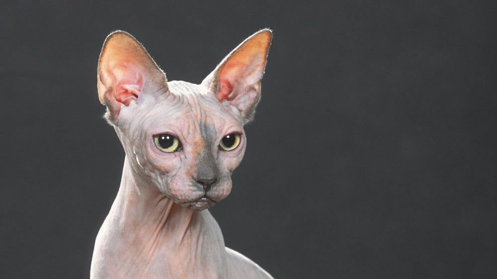 Sphynx-Katze sitzt auf einem Baumstamm