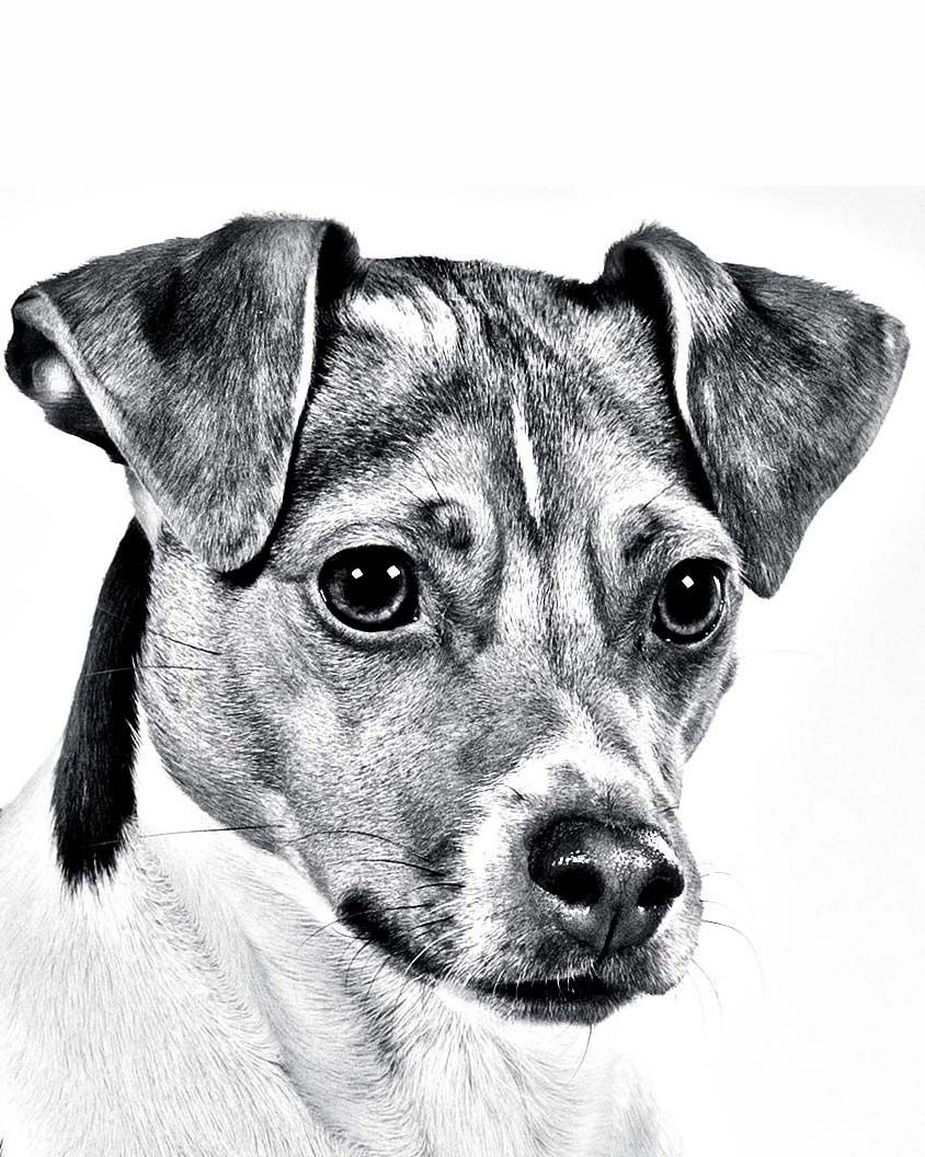 brazilian-terrier-couleur-bw-1