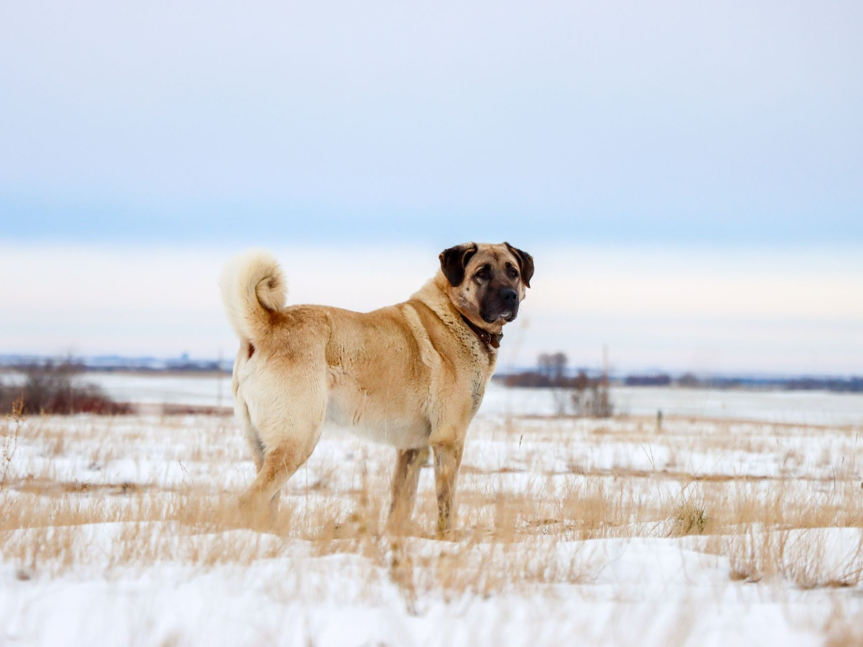 Chien Kangal en hiver