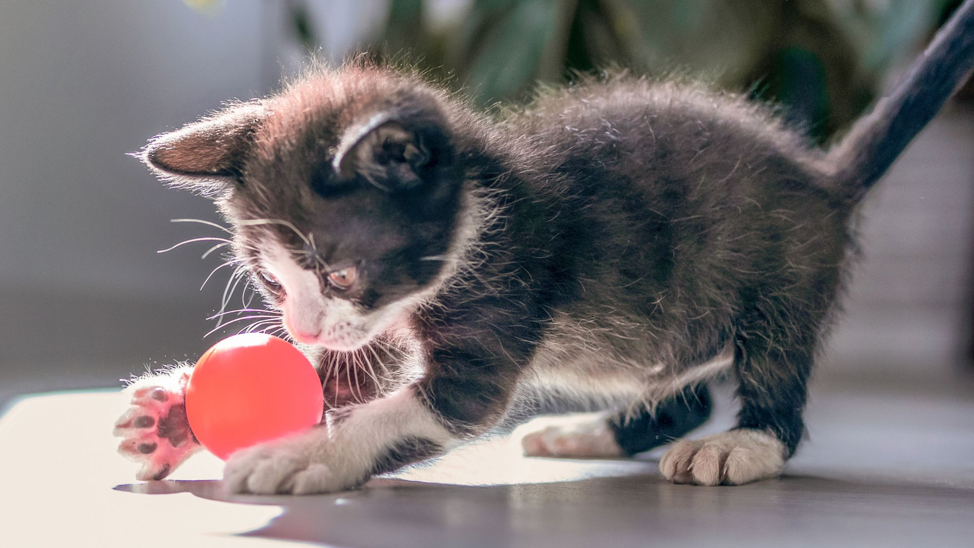 Black and white kitten standing inside playing with a ball