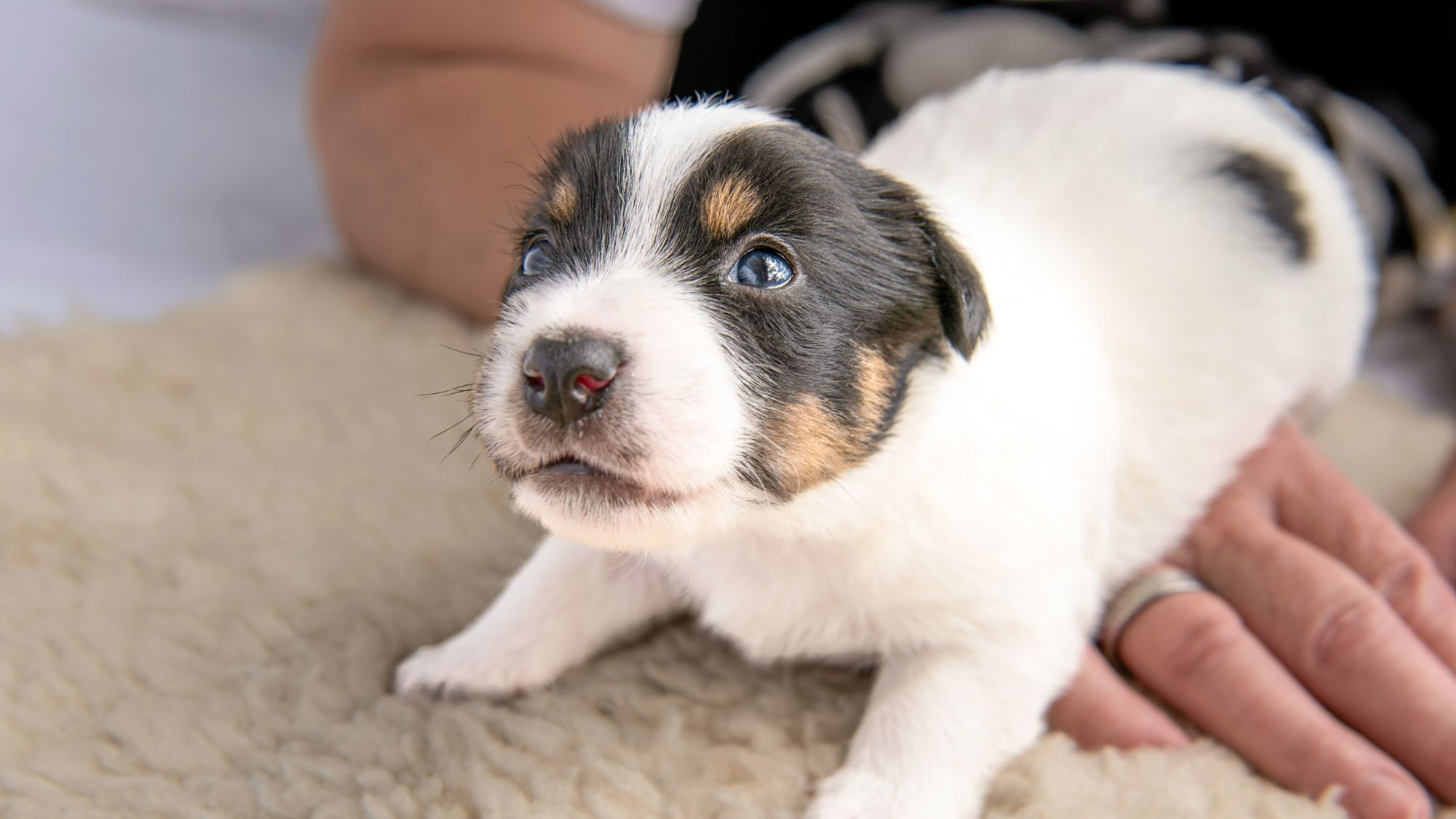 Young Jack Russell Terrier puppy playing on a cream rug