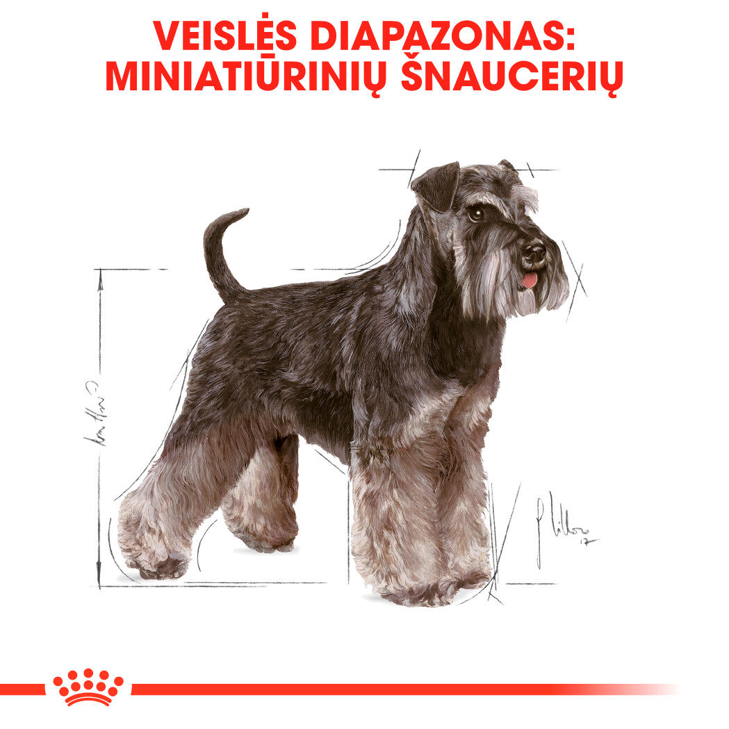 Miniature Schnauzer  Adult