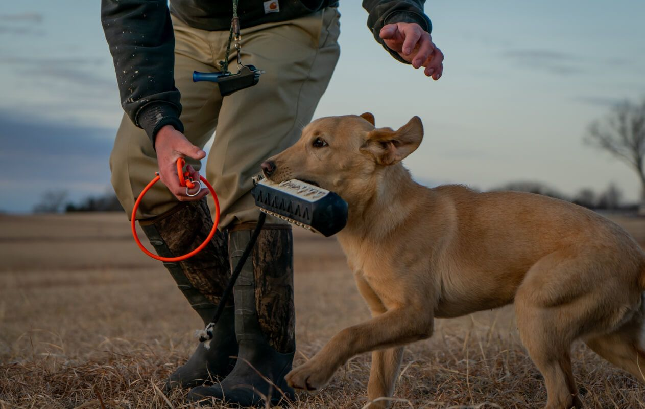 Sporting on sale dog solutions