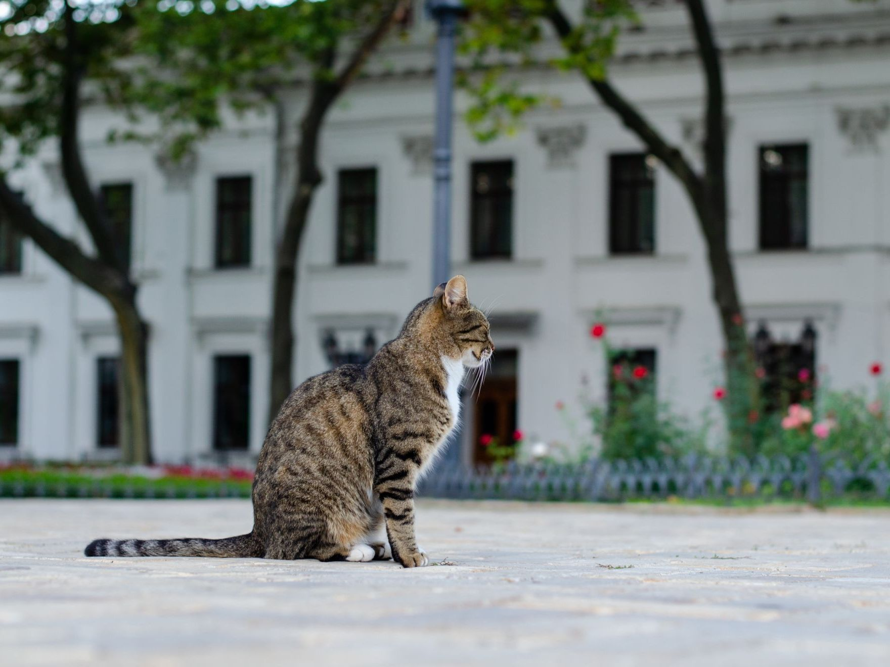 Eine Katze sitzt auf der Straße vor weißem Gebäude