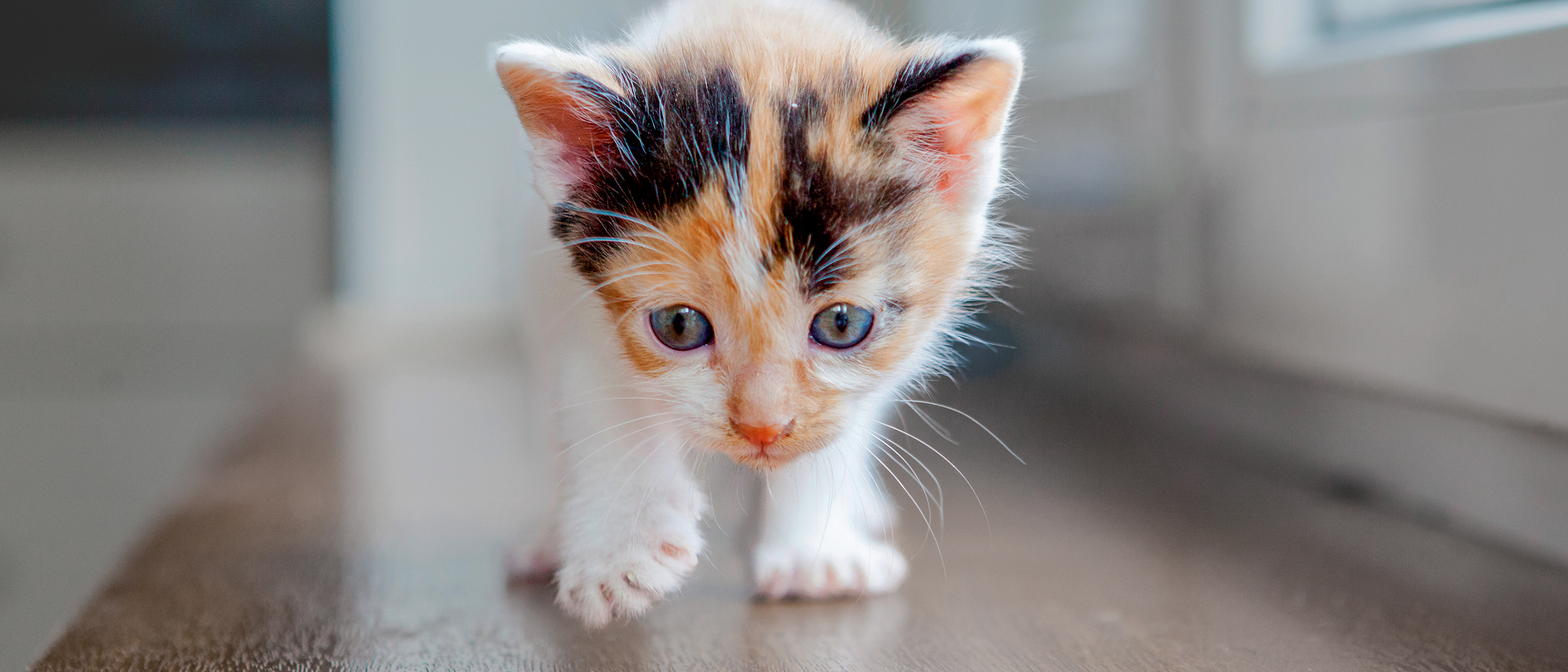 Gatinho andando em um piso de madeira. 