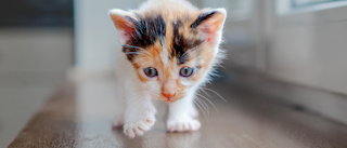 Kitten cat standing on a wooden windowsill.