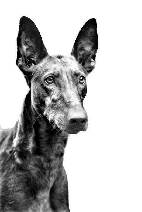 Podenco Canario adulto in bianco e nero