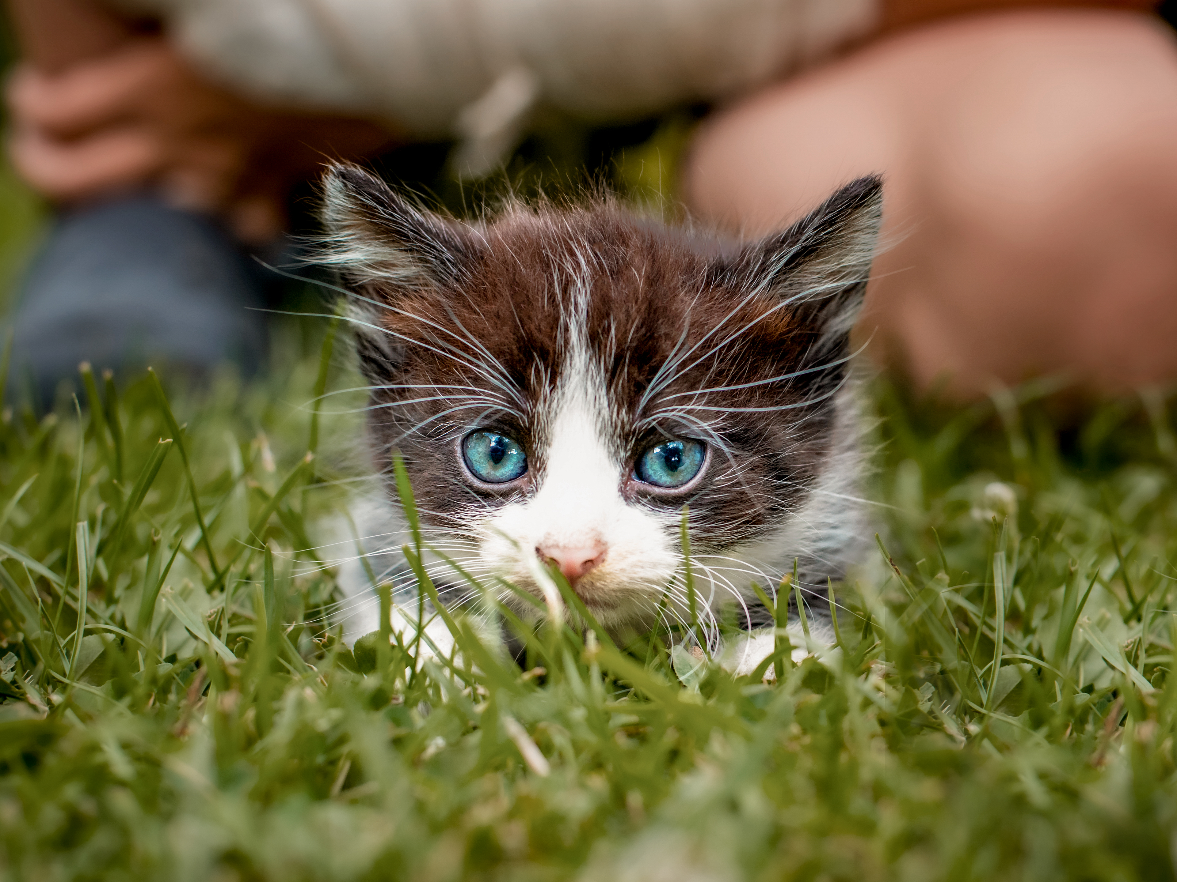 Ein Schwarz-weißes Kätzchen liegt im Gras. Dahinter sind unscharf die Beine einer im Gras hockenden Person zu erkennen