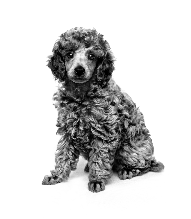 Poodle puppy sitting in black and white on a white background