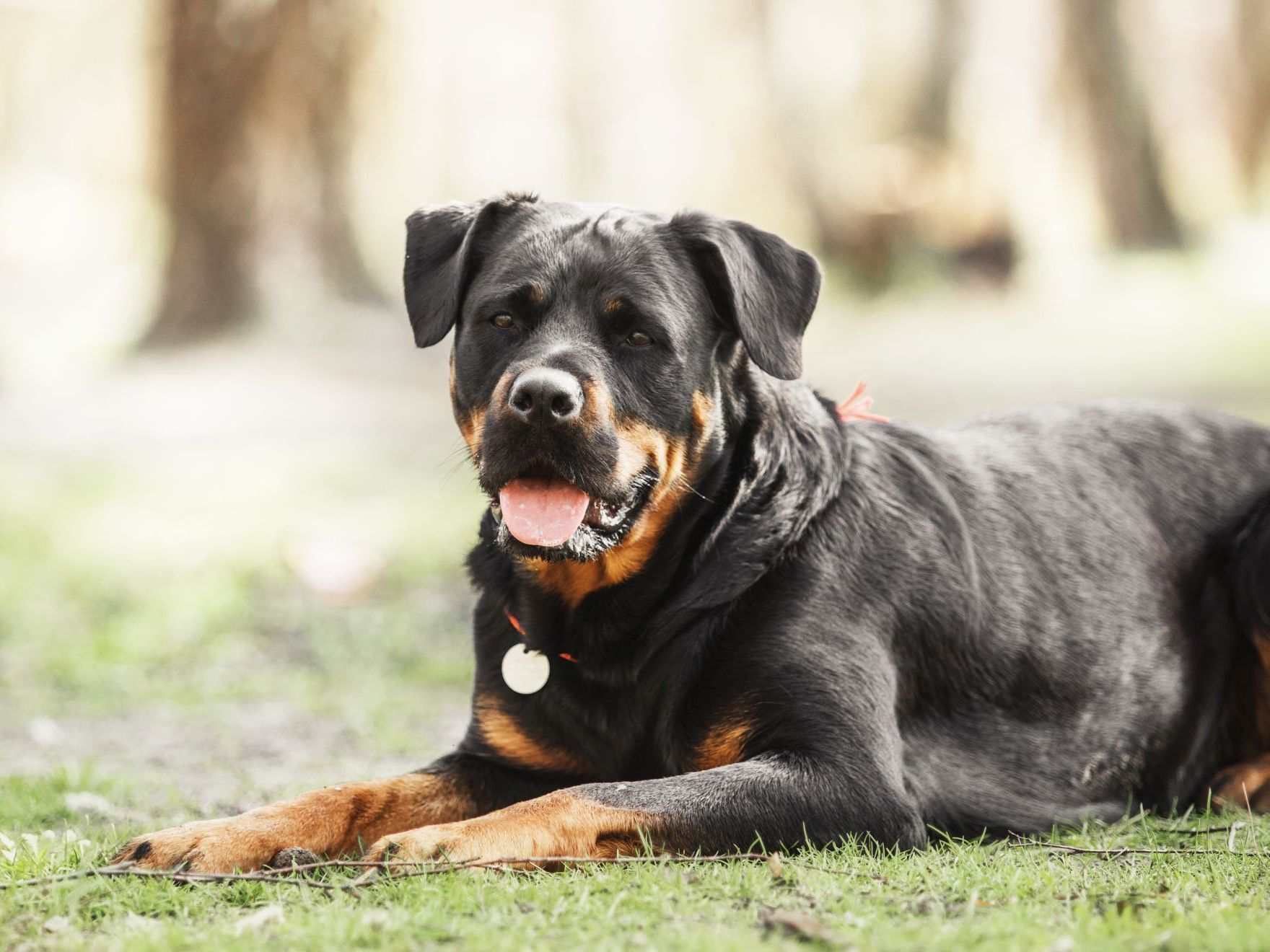 Chien rottweiler sur l’herbe verte