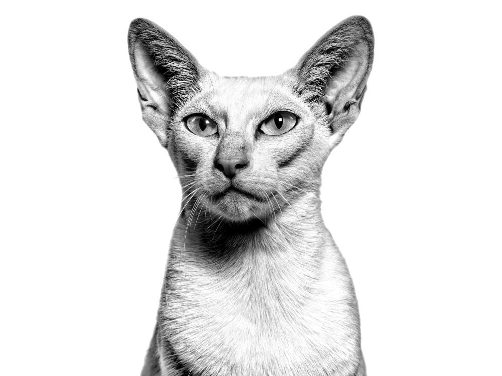 White Oriental cat standing in black and white