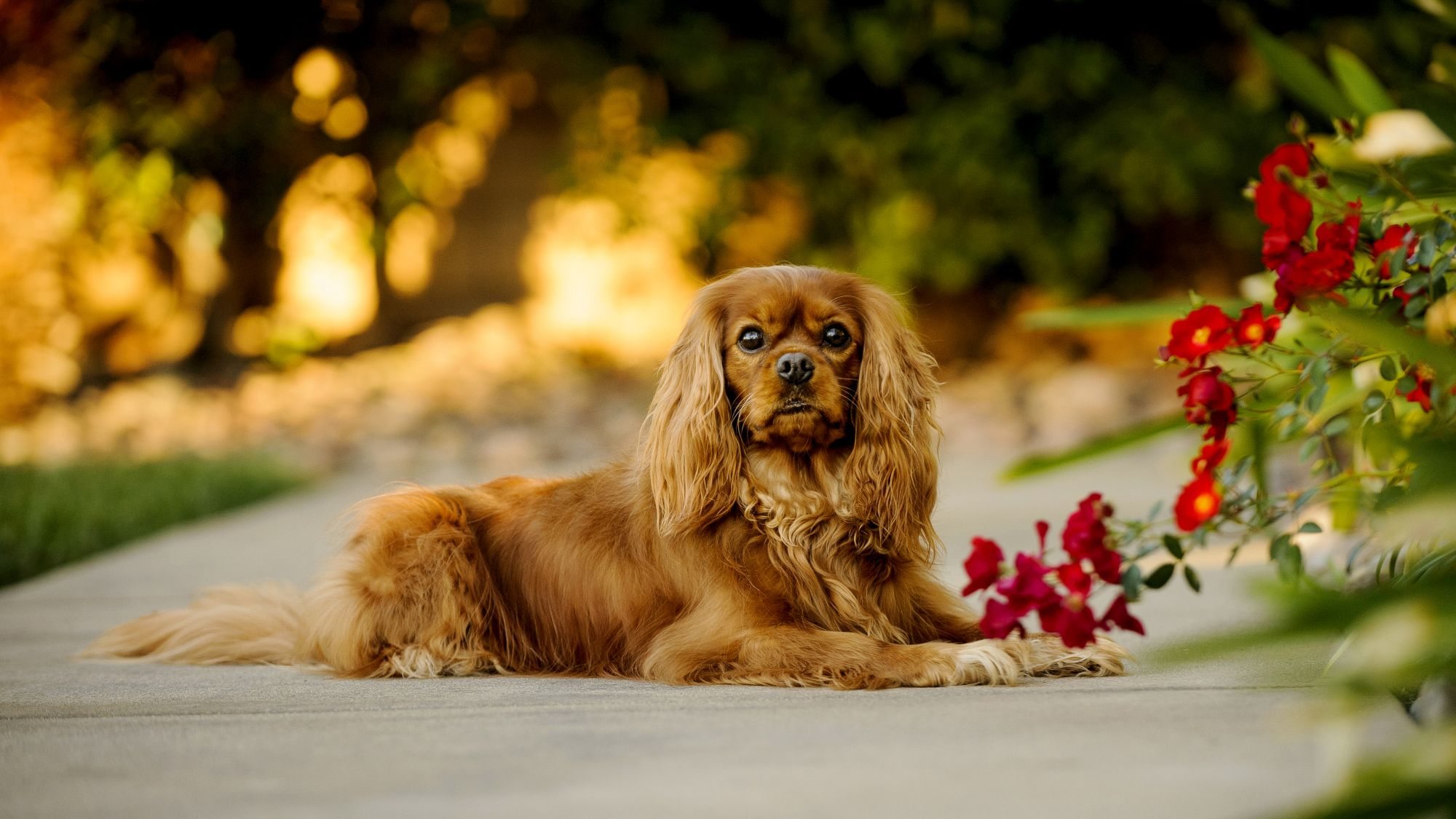 English Toy Spaniel laying on pavement next to a flowering bush