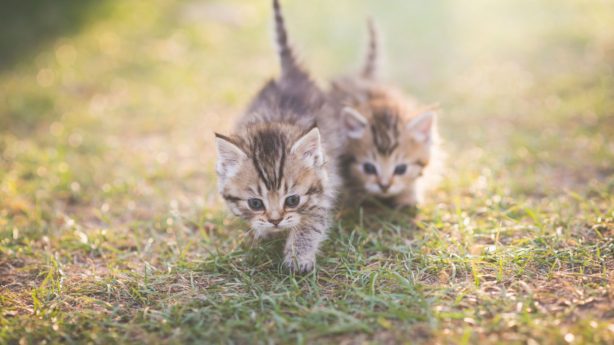 dos gatitos jugando en el jardín bajo el sol