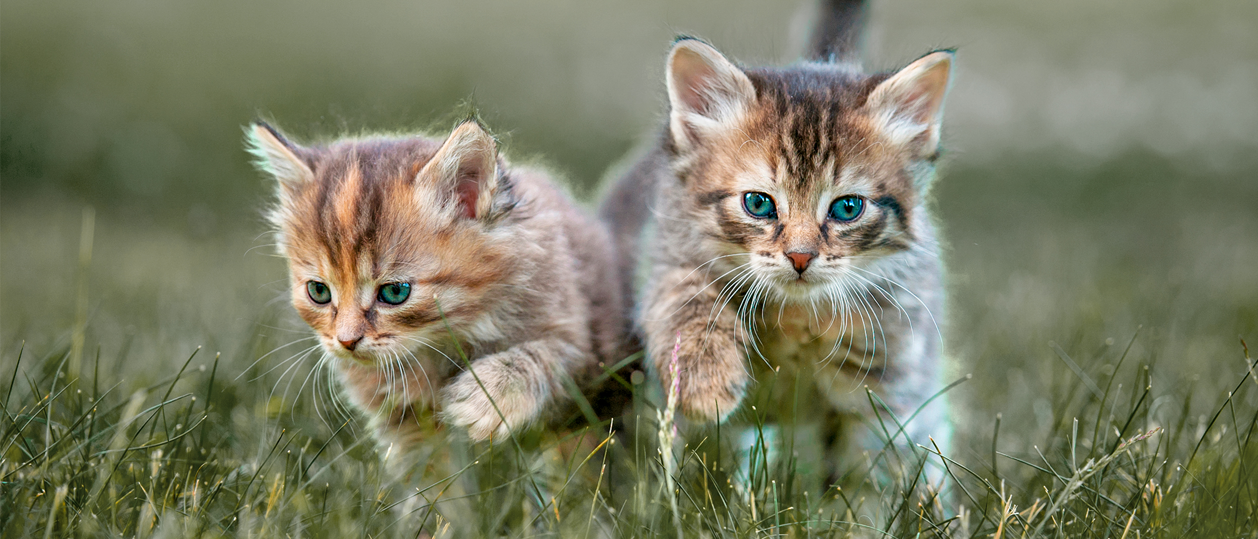 Zwei Kätzchen laufen durch eine Wiese auf die Kamera zu.