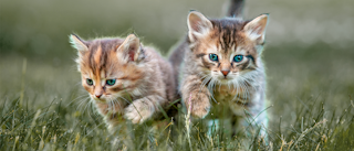 Kitten cats walking outdoors in long grass.