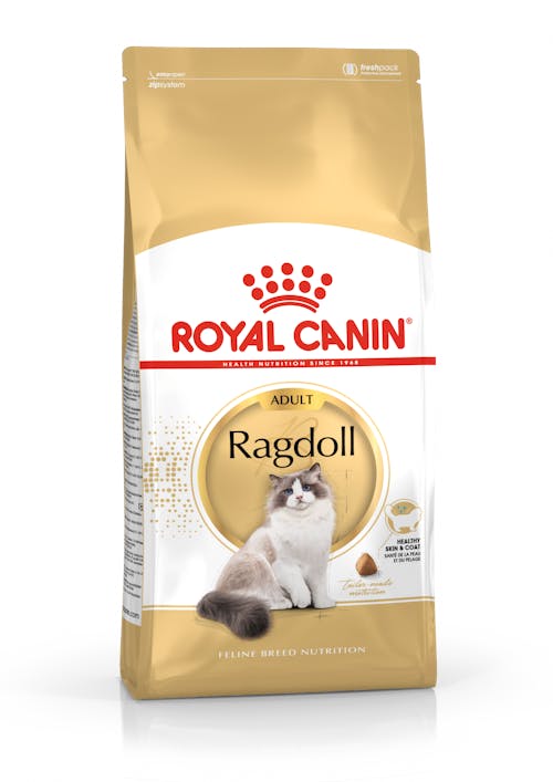 Ragdoll Adult