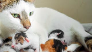 Mother cat and young kittens sitting together