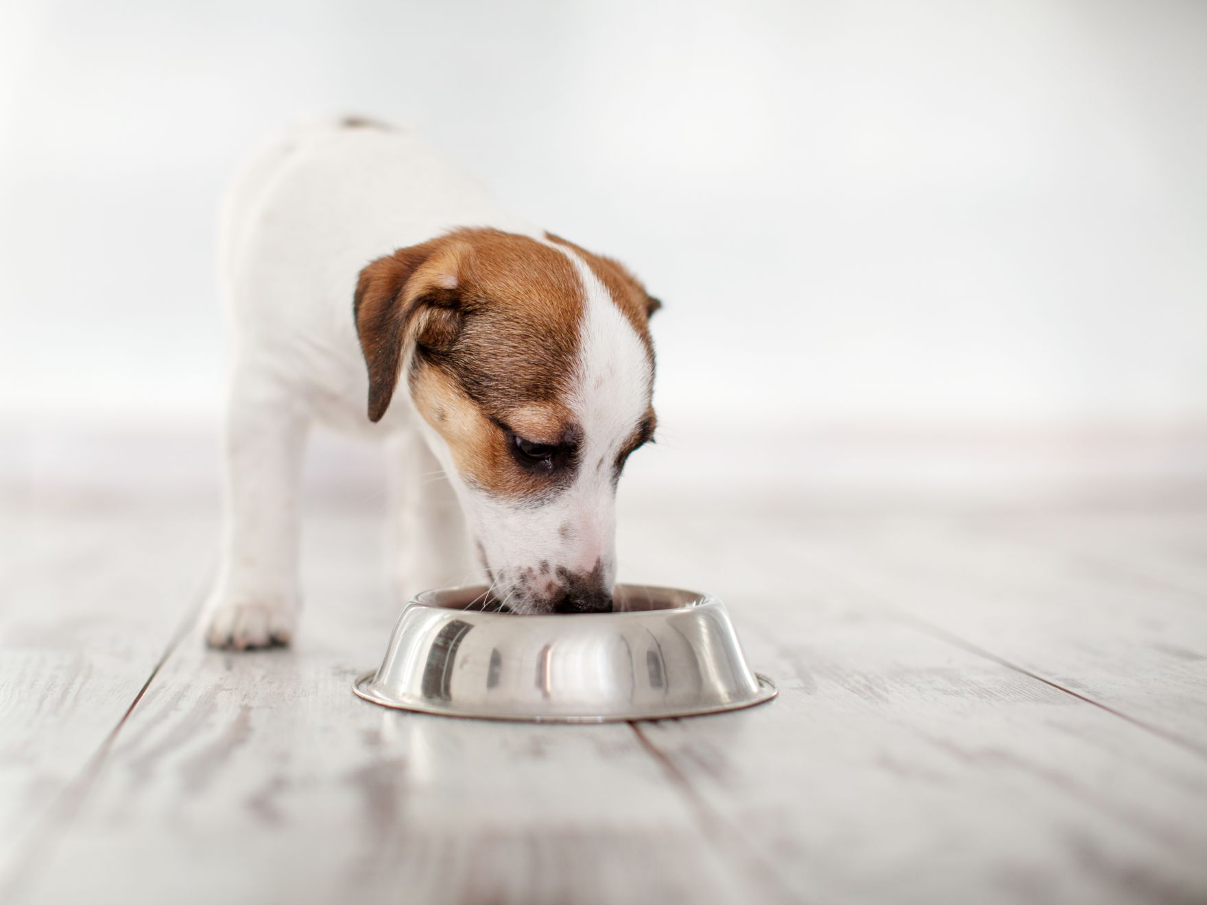 Чем кормить французского бульдога? | Royal Canin KZ