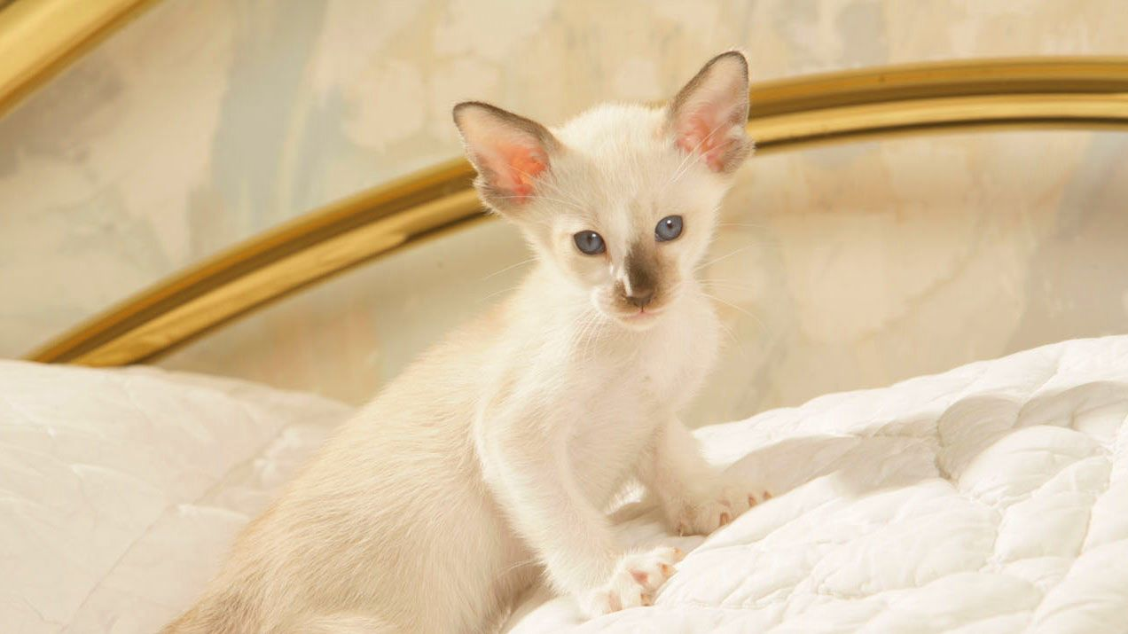 Anak kucing Siam sedang berdiri di antara dua bantal di tempat tidur