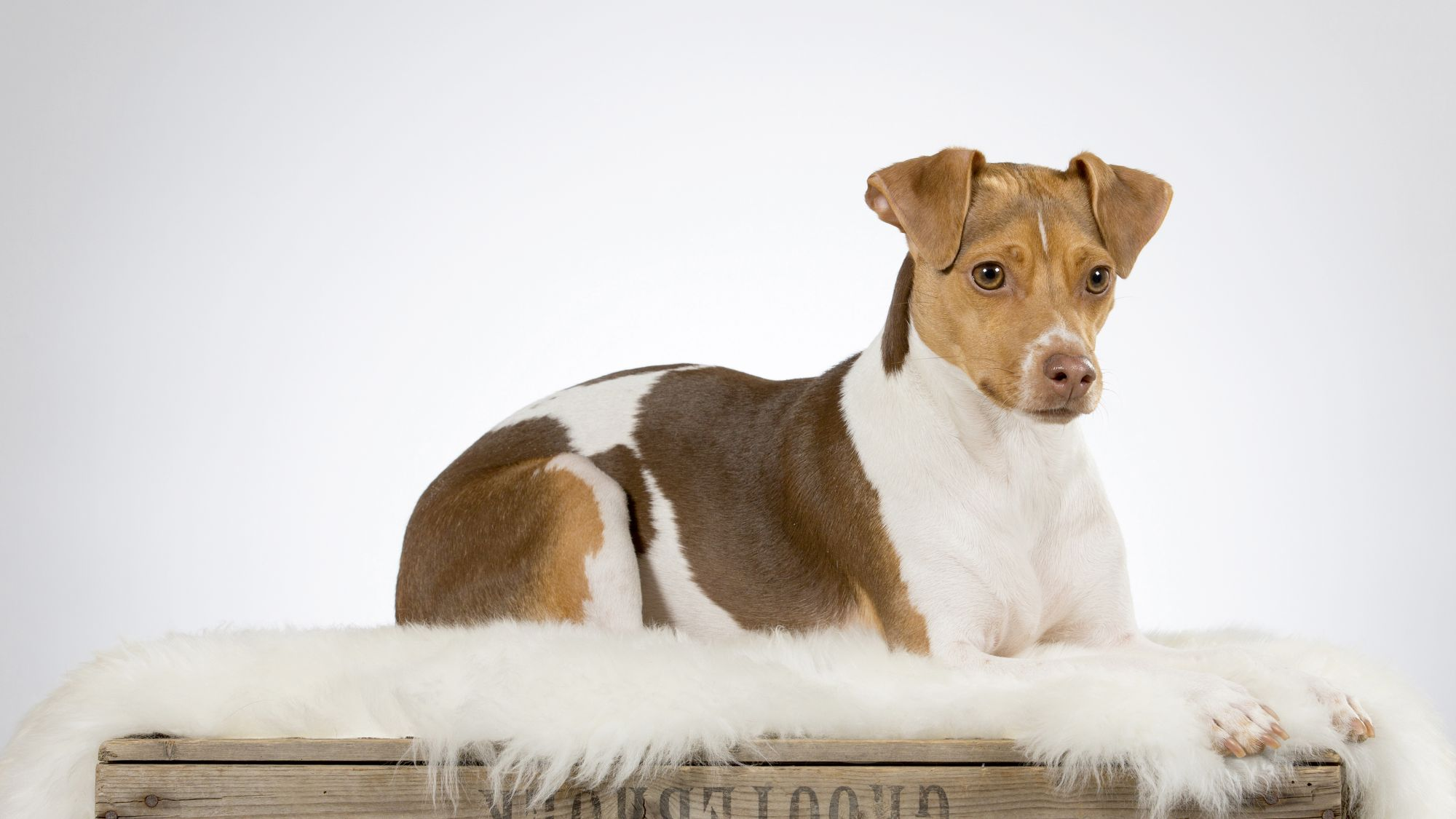 Brazilian Terrier lying on fur on a wooden box 