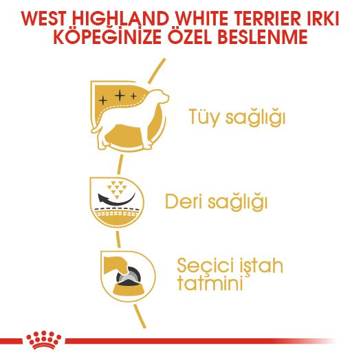 West Highland White Terrier Adult