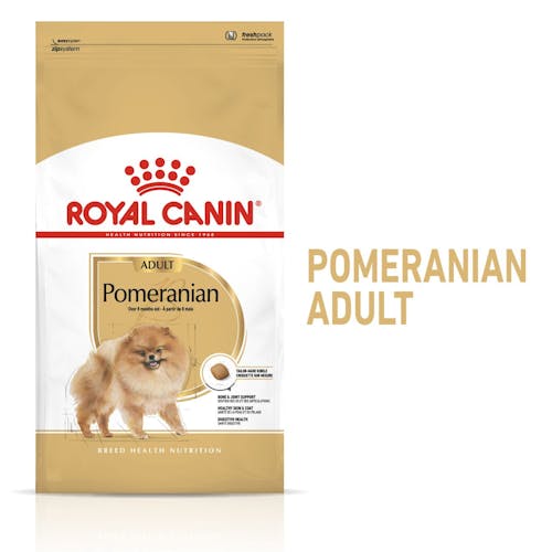 Pomeranian Adult