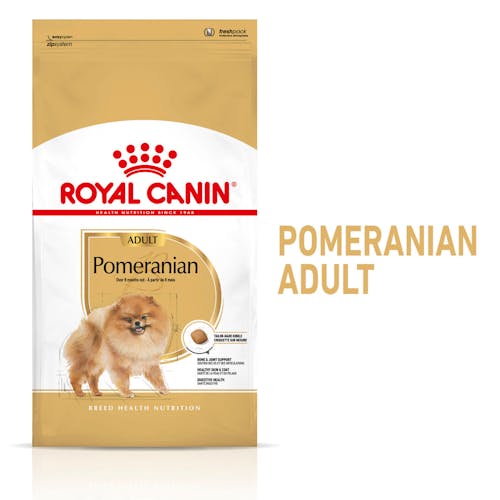 Pomeranian Adult