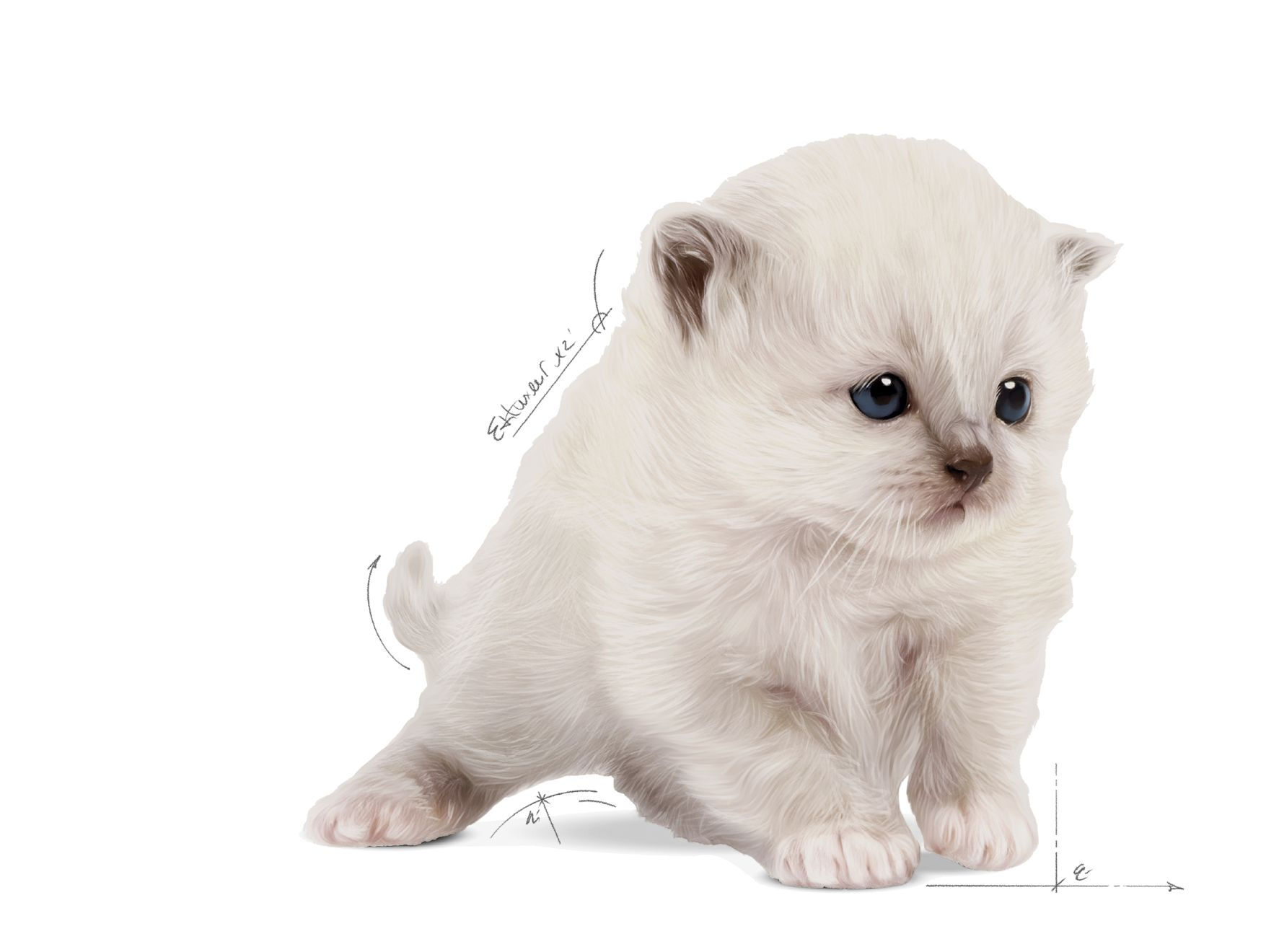 Babycat Milk – Cat Food | Royal Canin UK