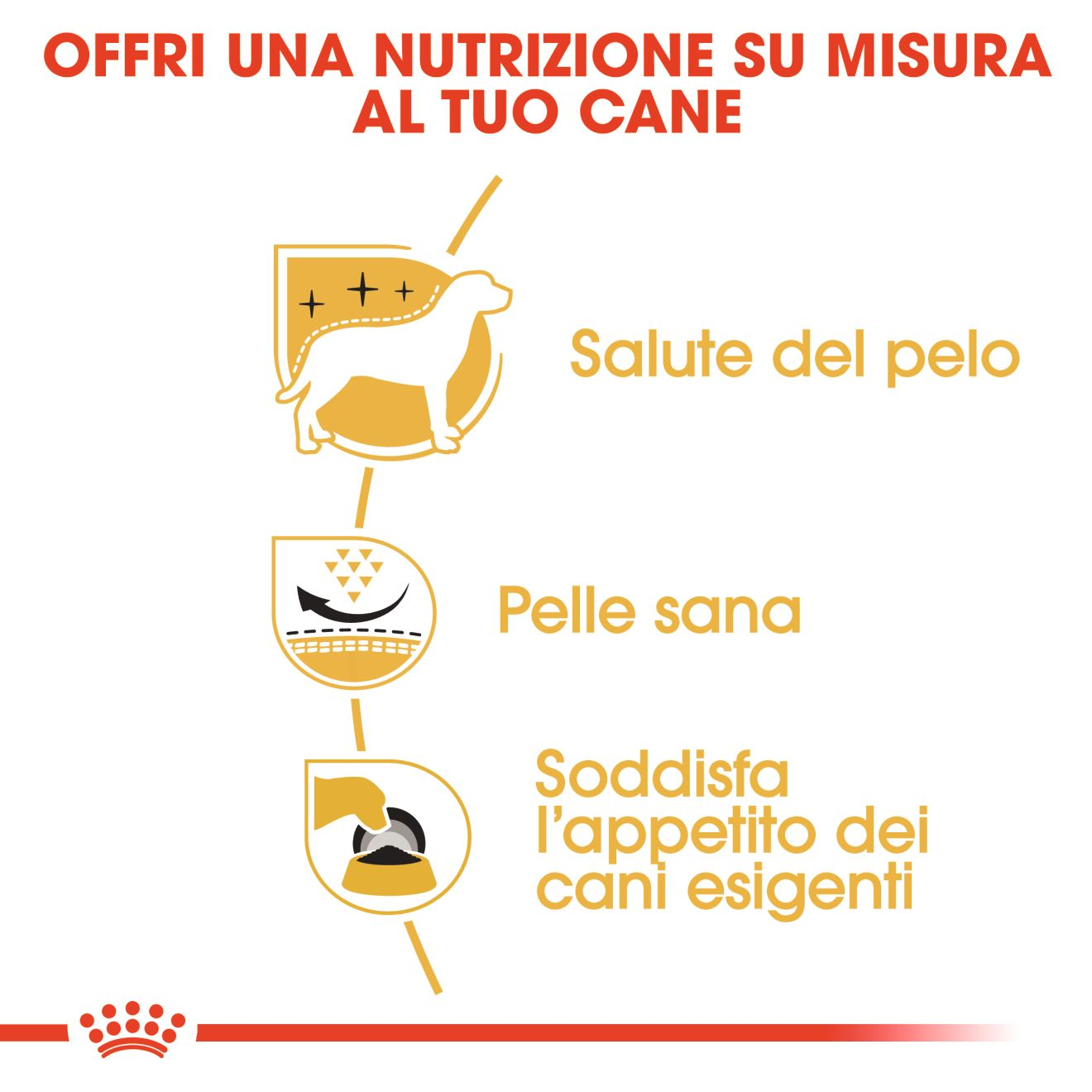 West Highland White Terrier Adult