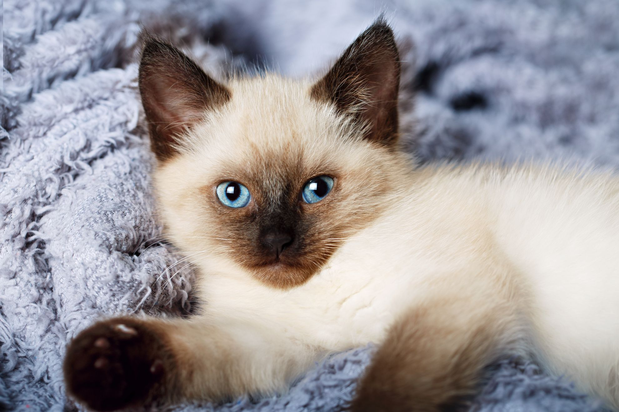 Chaton siamois avec les yeux bleus