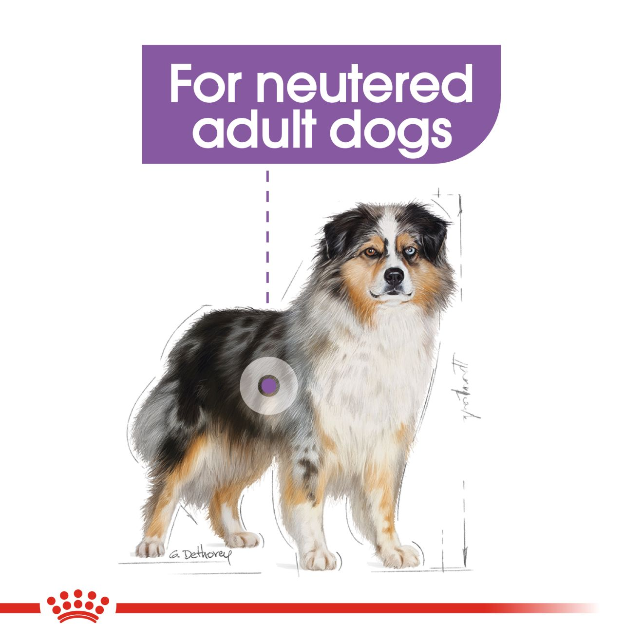 Royal shop canin collie