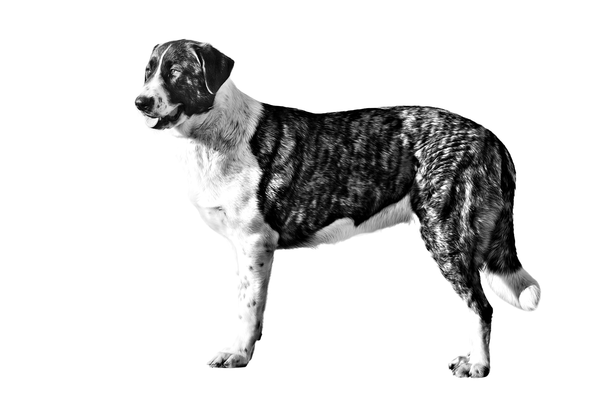 Взрослый рафейру-ду-алентежу, черно-белое изображение