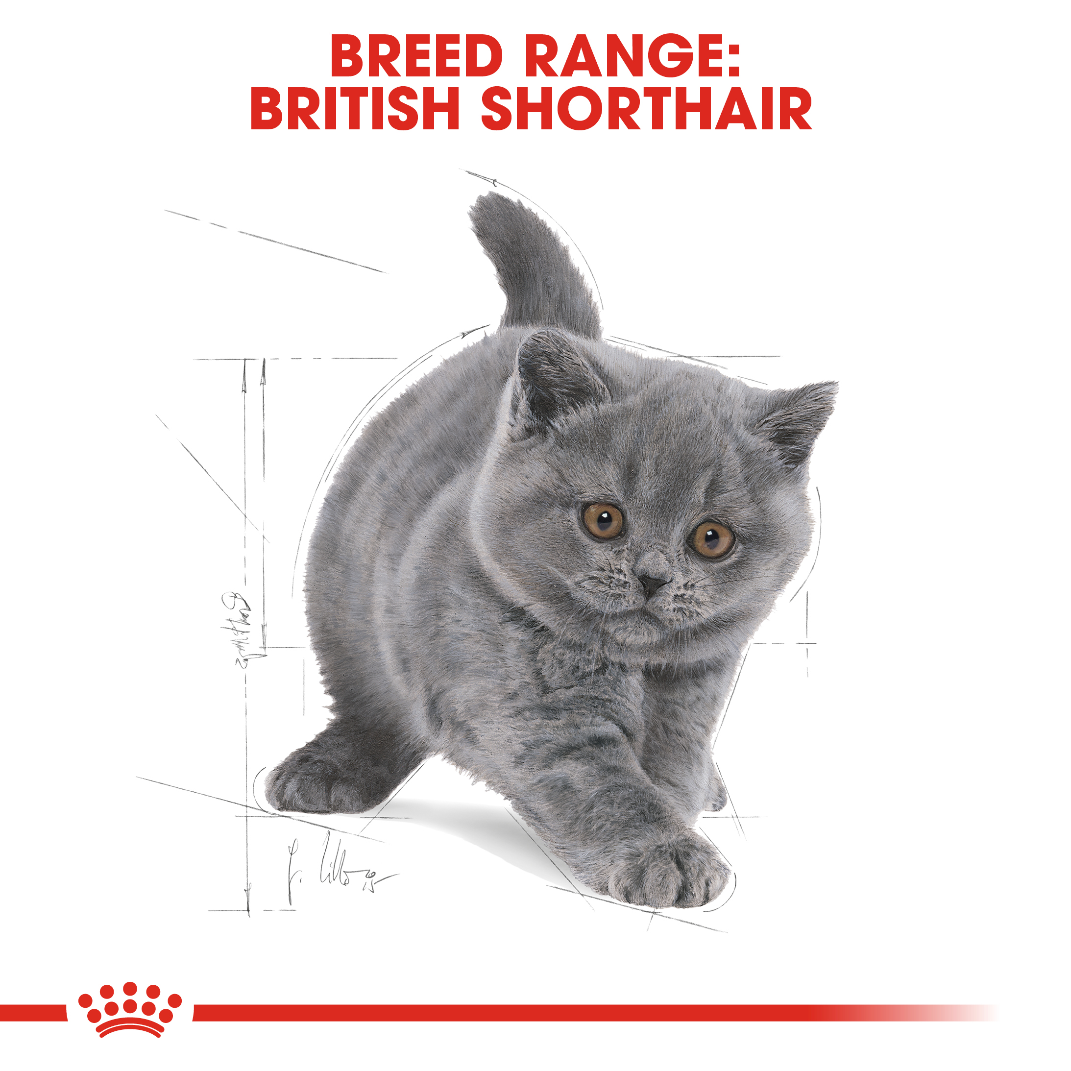 British Shorthair Kitten Kering Royal Canin