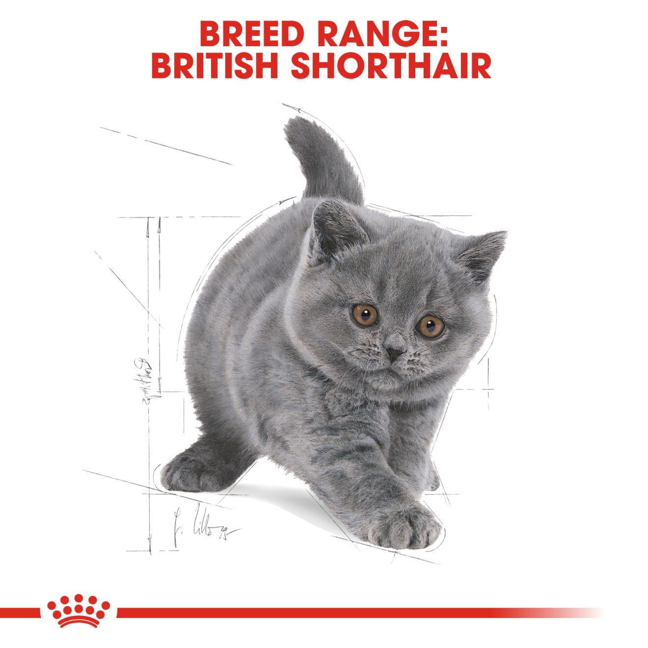 British shorthair kitten