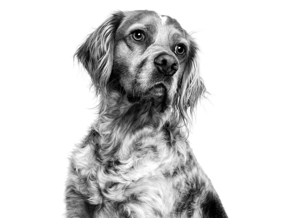 Retrato de perfil en blanco y negro de un perro de raza Spaniel bretón parado