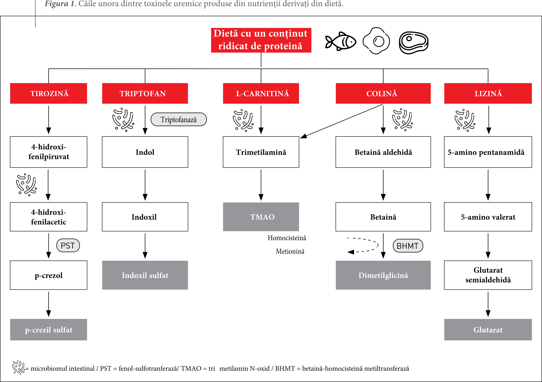 Căile unora dintre toxinele uremice produse din nutrienții derivați din dietă.
