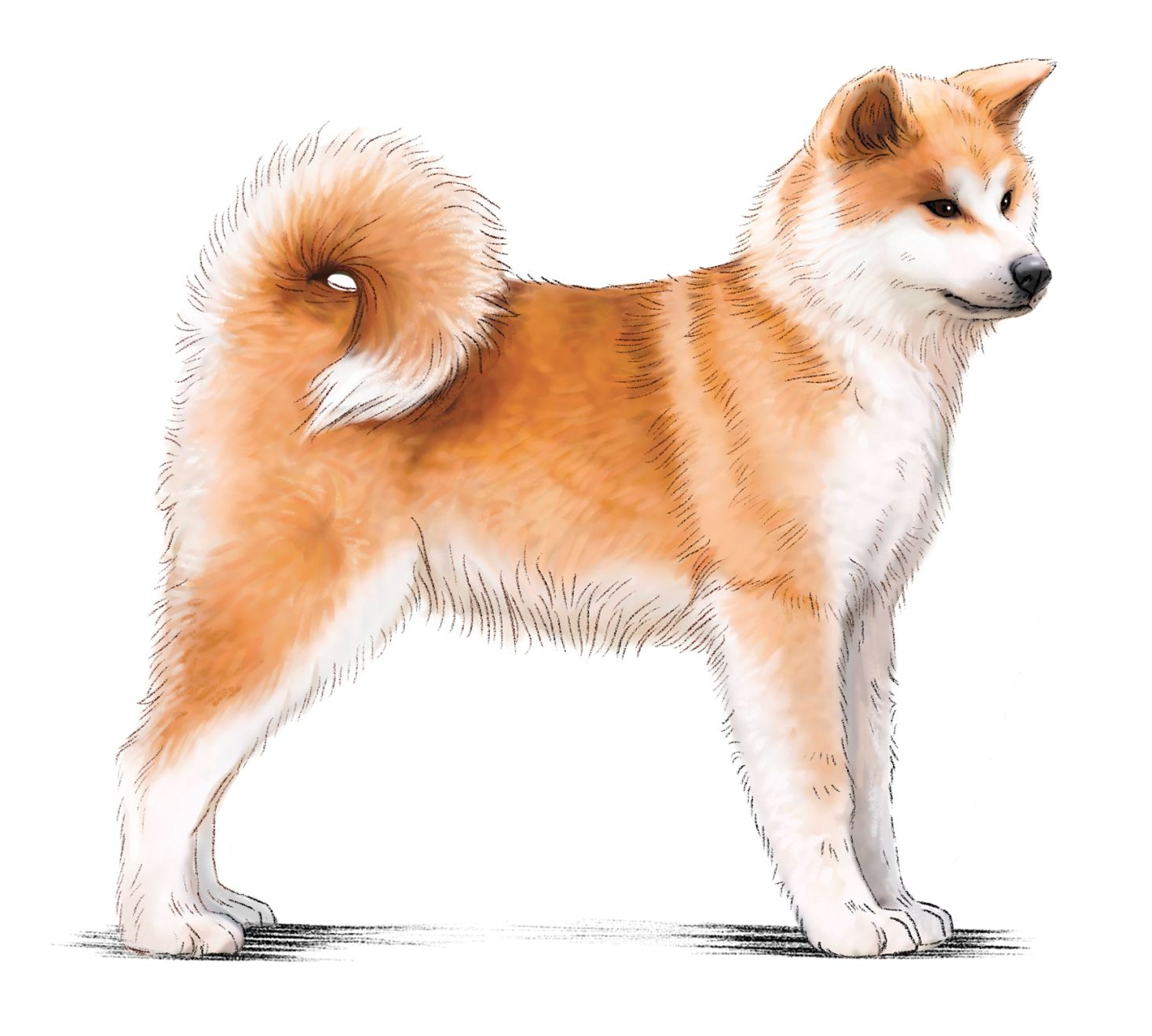 dessin d'un akita