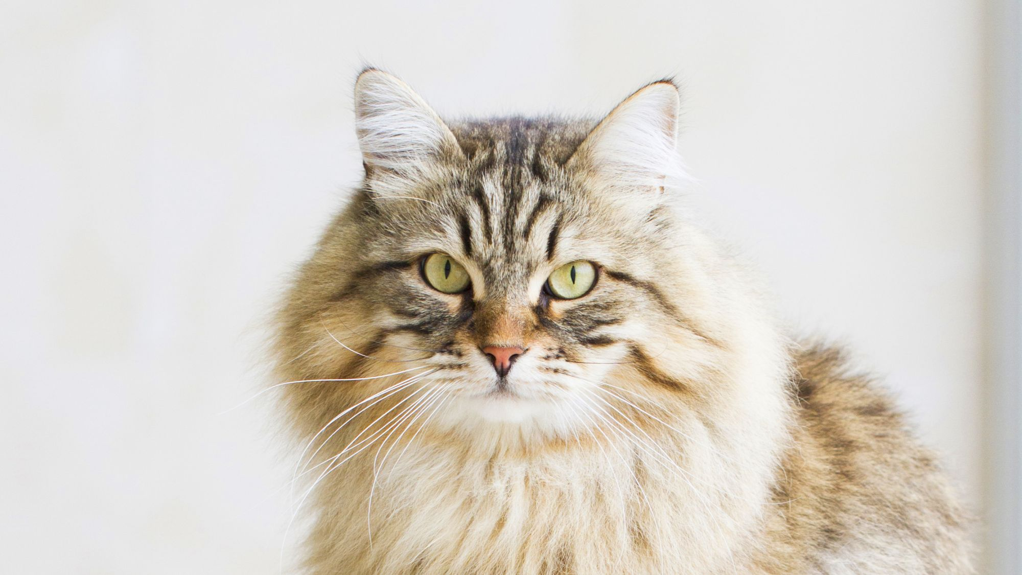 Close-up van Siberische Kat die naar de camera kijkt