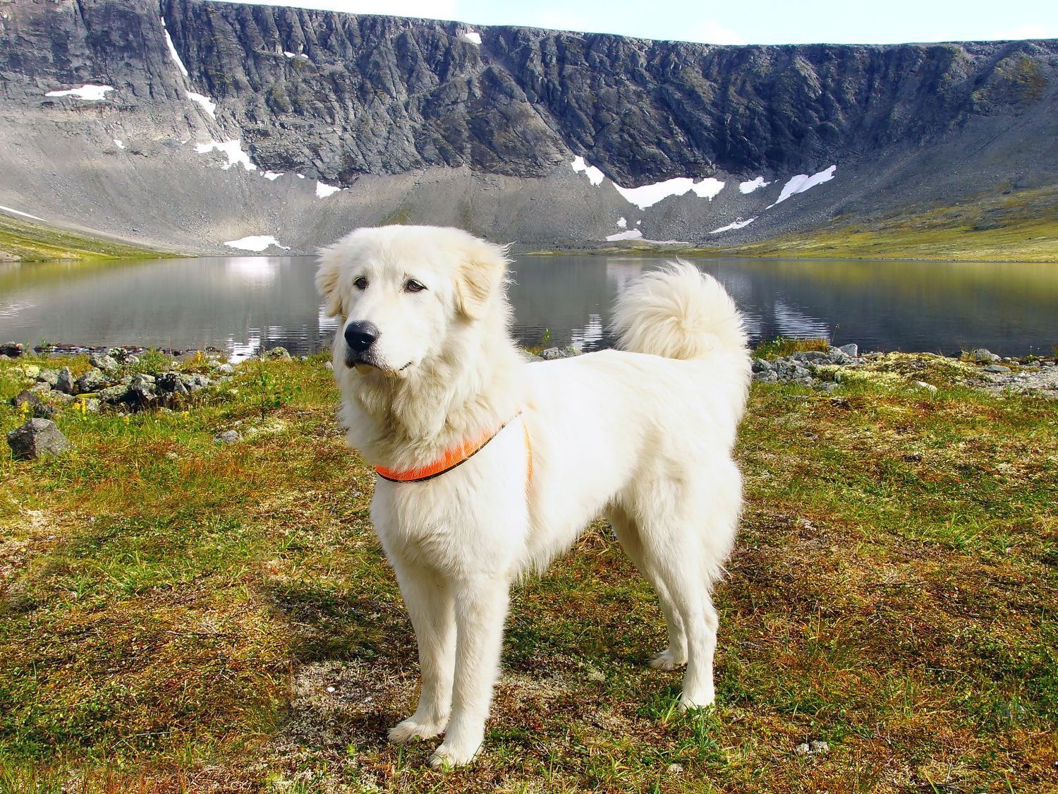 Paysage de montagne en été avec un chien de montagne des Pyrénées.