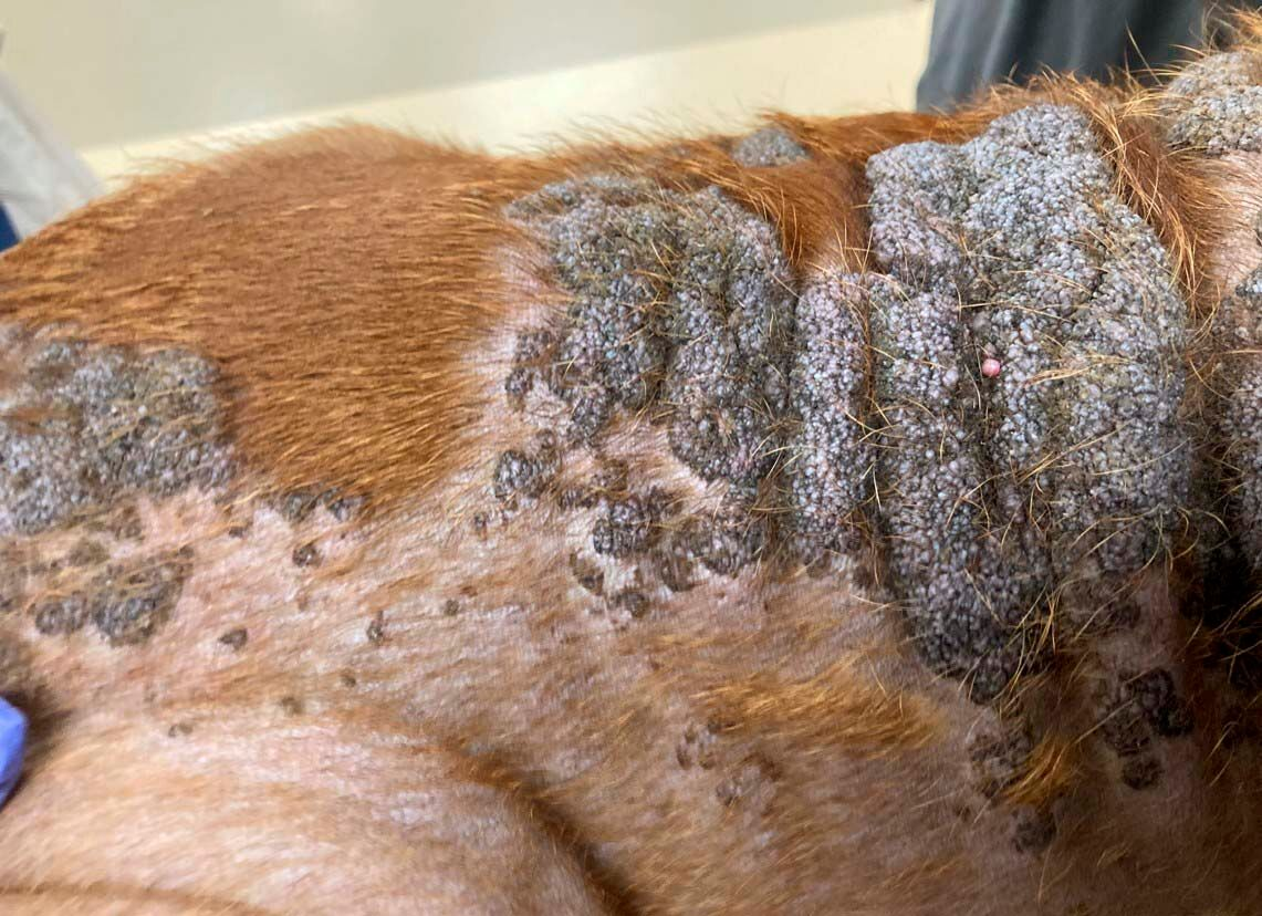 Calcinose cutanée chez un Bouledogue 