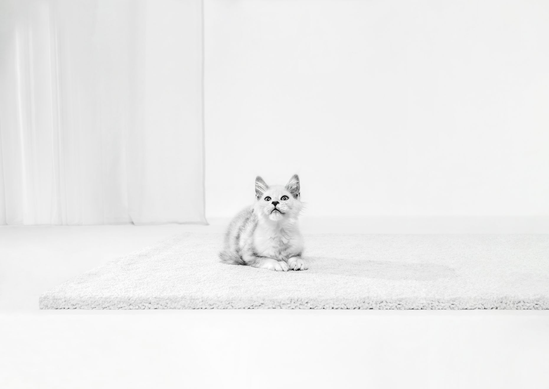 Bengal Kitten in black and white