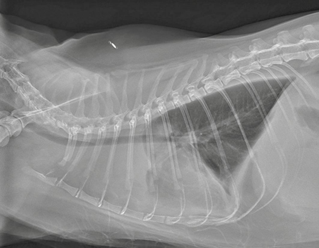 A lateral thoracic radiograph of a cat showing a moderate volume of pleural effusion