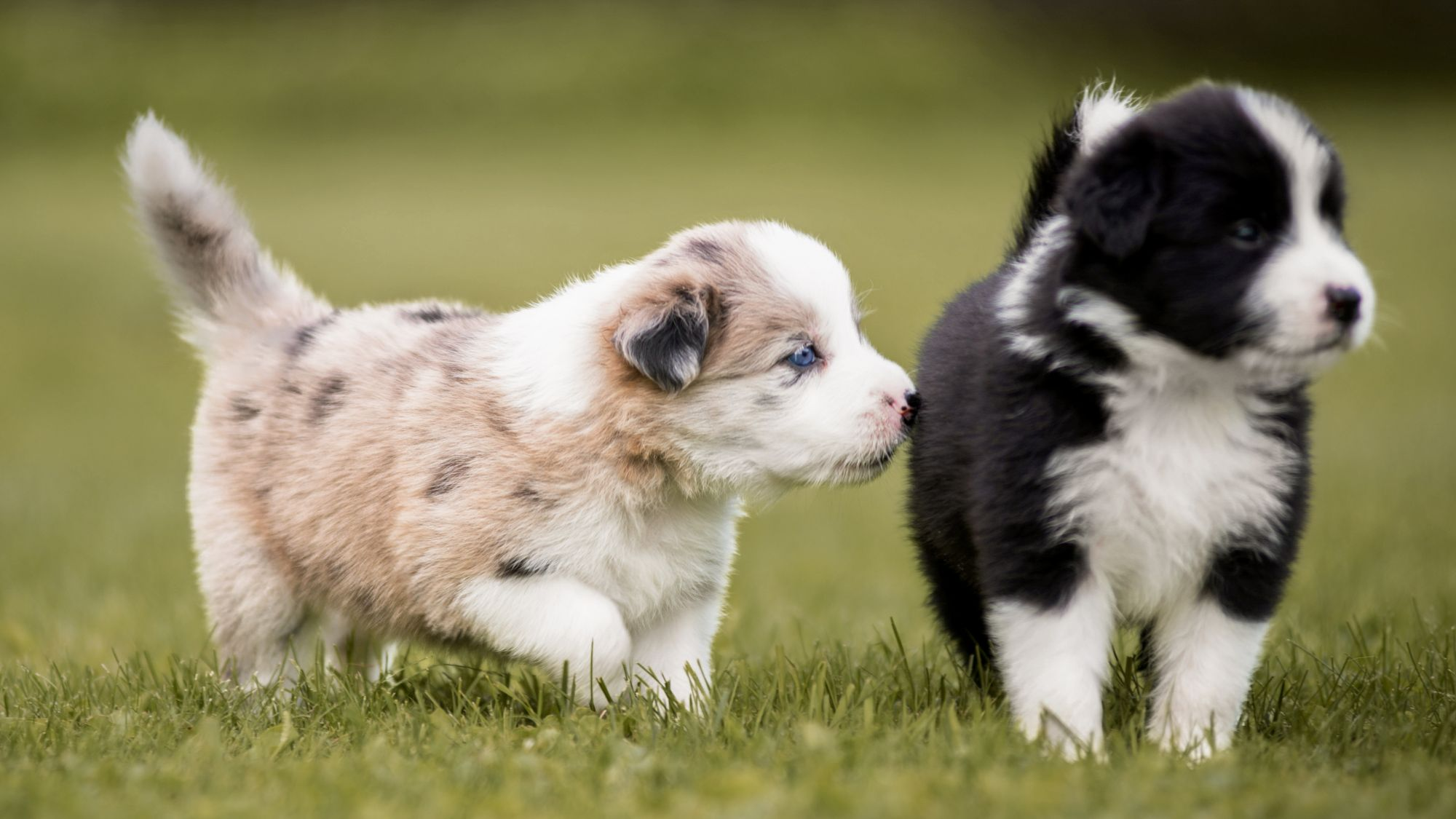 Border Collie puppies walking together outdoors in a garden