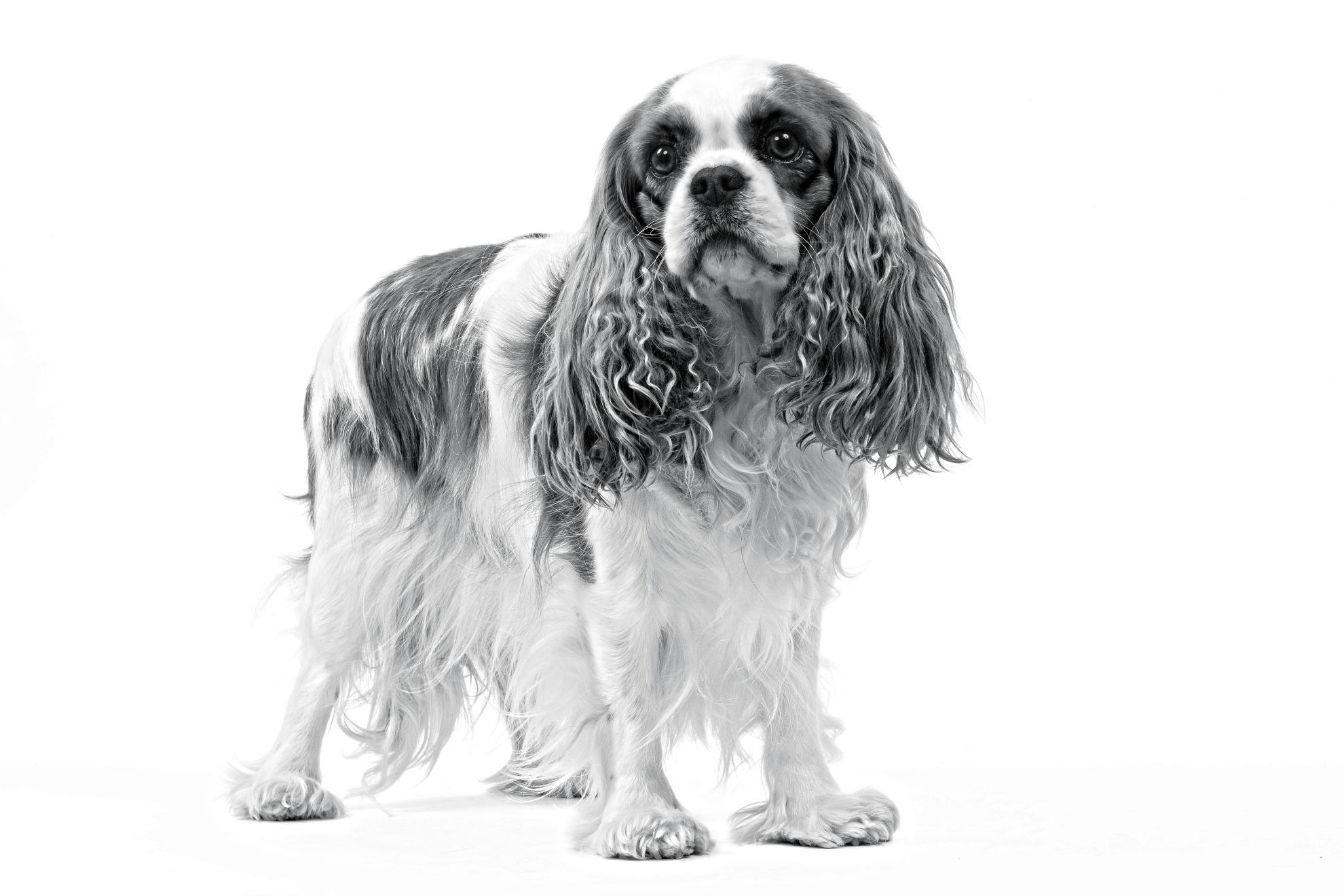 Black and white portrait of a standing English Toy Spaniel