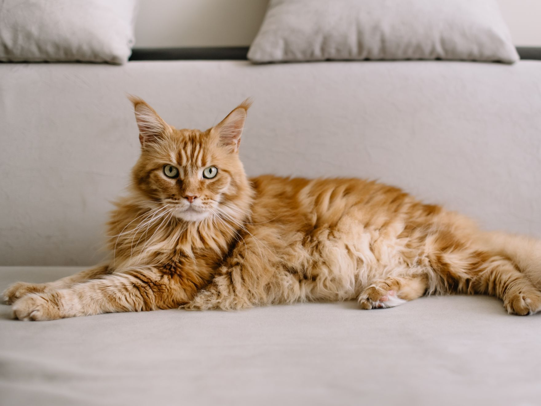 Maine-Coon-Katze sitzt auf dem Sofa im Wohnzimmer